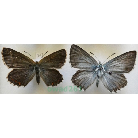 Polyommatus coridon (Poda, 1761) pair Poland7f